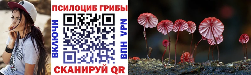 цена   Сретенск  Галлюциногенные грибы Psilocybine cubensis 